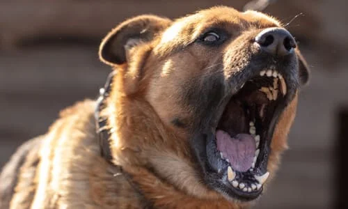 An angry chained dog barking and baring its teeth.
